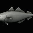 coalfish-statue-box-1-48.png fish coalfish / Pollachius virens with storage space / for 3d printing