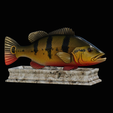 Peacock-Bass-statue-4-3-6.png FISH in motion Peacock bass (Cichla ocellaris) stone base for 3d printing