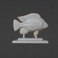 Screenshot-2022-10-15-095725.jpg STL file Tilapia Trophy & Stand・3D printable model to download