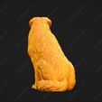 549-Australian_Shepherd_Dog_Pose_06.jpg Australian Shepherd Dog 3D Print Model Pose 06