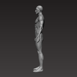 6.png Anatomically correct muscular male body Low and High Poly Low-poly 3D model