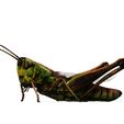fh.jpg DOWNLOAD Grasshopper 3D MODEL - ANIMATED - INSECT Raptor Linheraptor MICRO BEE FLYING - POKÉMON - DRAGON - Grasshopper - OBJ - FBX - 3D PRINTING - 3D PROJECT - GAME READY-3DSMAX-C4D-MAYA-BLENDER-UNITY-UNREAL - DINOSAUR -