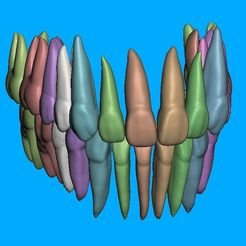 Captura-de-tela-2023-07-22-141736.jpg STL file Teeth with roots.・3D print object to download