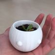 thumbnail_IMG_0157.jpg Vaso para plantas de cabeça