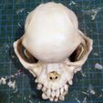 pug-skull-03.jpg Pug skull