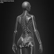 Female-Human-Skeleton-3D-Model-sculpted-by-Yacine-BRINIS-032.jpg Highly Detailed Human Skeleton (Female)