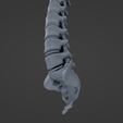 s5.png Archivo STL Columna vertebral・Diseño para descargar y imprimir en 3D