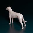Arg-Boy-NE-005.jpg Argentino Dogo