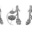 Bronchioles_Matcap_02.png Bronchioles and Alveoli Anatomy