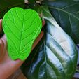 0-1.jpg Ficus Lyrata leaf Cup coaster
