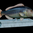 Dentex-mouth-statue-16.png fish Common dentex / dentex dentex open mouth statue detailed texture for 3d printing