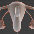 67.PNG.2d7aabbcdaead323a3045f54ad43dd40.png 3D Model of Female Reproductive System