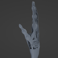 h2.png Hand muscle