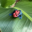 Crouching-Dart-Frog-03.jpg Crouching Dart Frog