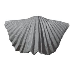 G009a.jpg Free STL file Ordovician brachiopod 28・3D printable design to download