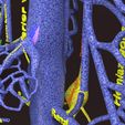 PSfinal0044.jpg Human venous system schematic 3D