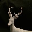 IMG_3378.JPG Datei STL Deer with Antlers herunterladen • Design für 3D-Drucker, SoulKim3D