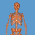 20220406_121454.jpg ESQUELETO 3D