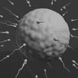 A.png Human Fertilization: Sperm & Ovum 🧬 Dynamic 3D Model