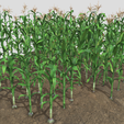 corn-1-2.png Campo de milho