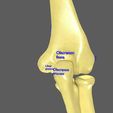 limbs-with-girdle-bones-name-parts-text-labelled-3d-model-32fb8f1040.jpg Limbs With Girdle bones name parts text labelled 3D model