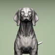 Hungarian-vizsla2.jpg Vizsla hongrois Chien d'arrêt hongrois Modèle imprimé en 3D