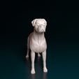 Arg-Boy-NE-008.jpg Argentino Dogo