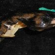 lateral.jpg Mus musculus, House Mouse skull