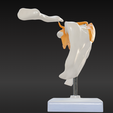 2.png 3D Model of Human Shoulder Joint on Stand