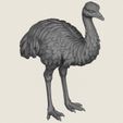 Emu-Bird-06.jpg エミュー・バード