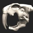 10.jpg Smilodon Skull
