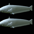 Catfish-Europe-28.png FISH WELS CATFISH / SILURUS GLANIS solo model detailed texture for 3d printing