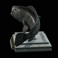 White-grouper-open-mouth-1-13.png fish white grouper / Epinephelus aeneus trophy statue detailed texture for 3d printing
