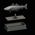 coalfish-statue-box-1-53.png fish coalfish / Pollachius virens with storage space / for 3d printing