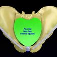 pelvis-types-hip-bone-labelled-detailed-3d-model-b8b07489e6.jpg Pelvis types hip bone labelled detailed 3D model