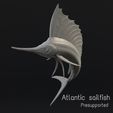 1.jpg Atlantic sailfish