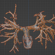 14.png 3D Model of the Lungs Airways