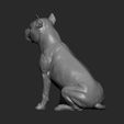 American-Staffordshire-Terrier7.jpg American Staffordshire Terrier 3D print model