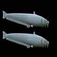Catfish-Europe-37.png FISH WELS CATFISH / SILURUS GLANIS solo model detailed texture for 3d printing