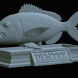 Dentex-mouth-statue-46.png fish Common dentex / dentex dentex open mouth statue detailed texture for 3d printing
