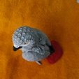 IMG_20240204_153719736_MP.jpg African Grey Parrot