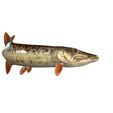 0_00081.jpg PIKE FISH Esox Masquinongy FISH ANIMAL SEA 3D MODEL 3D - FISH Muskellunge MONSTER HUNTER RAPTOR DINOSAUR RAPTOR 3D MODEL