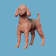 11.jpg Poodle model 3D print model