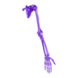 Upper limb v3.obj HR Segmented Left upper limb bones, Hand, Arm and Shoulder