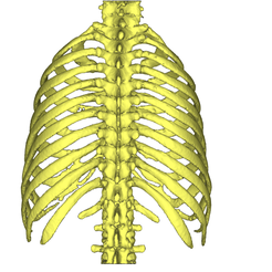 1.png STL file Rib Cage・3D printable model to download
