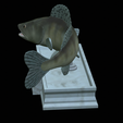 zander-statue-4-mouth-open-13.png fish zander / pikeperch / Sander lucioperca open mouth statue detailed texture for 3d printing