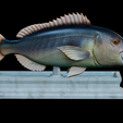 Dentex-mouth-statue-15.png fish Common dentex / dentex dentex open mouth statue detailed texture for 3d printing