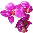 000.jpg Orquídea Pink Phalaenopsis Orchid FLOWER Kasituny Orchid 3D MODEL butterfly Orquídea rosada ROSSE CHARMANDER BULBASAUR