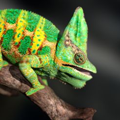 Chameleon_Scene8.jpg 3D file Chamaeleo calyptratus-STL with Full-Size Texture + Zbrush Originals- High-Polygon -3D Model・3D print object to download