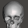 Screenshot-2024-04-04-145227.png Anatomically correct human skull